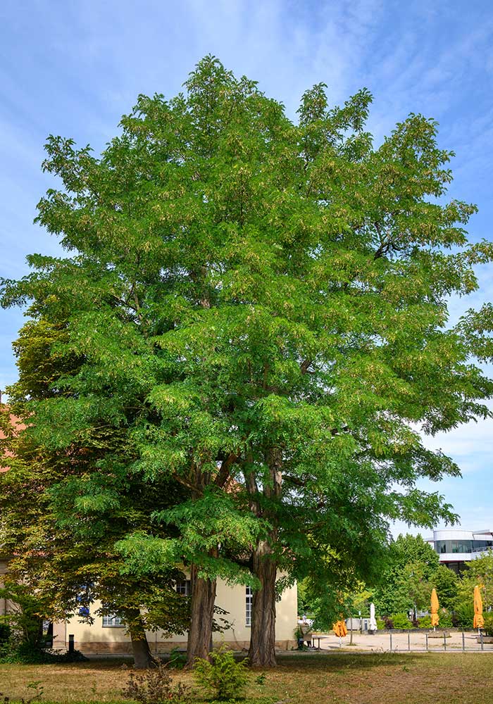 Robinia pseudoacacia