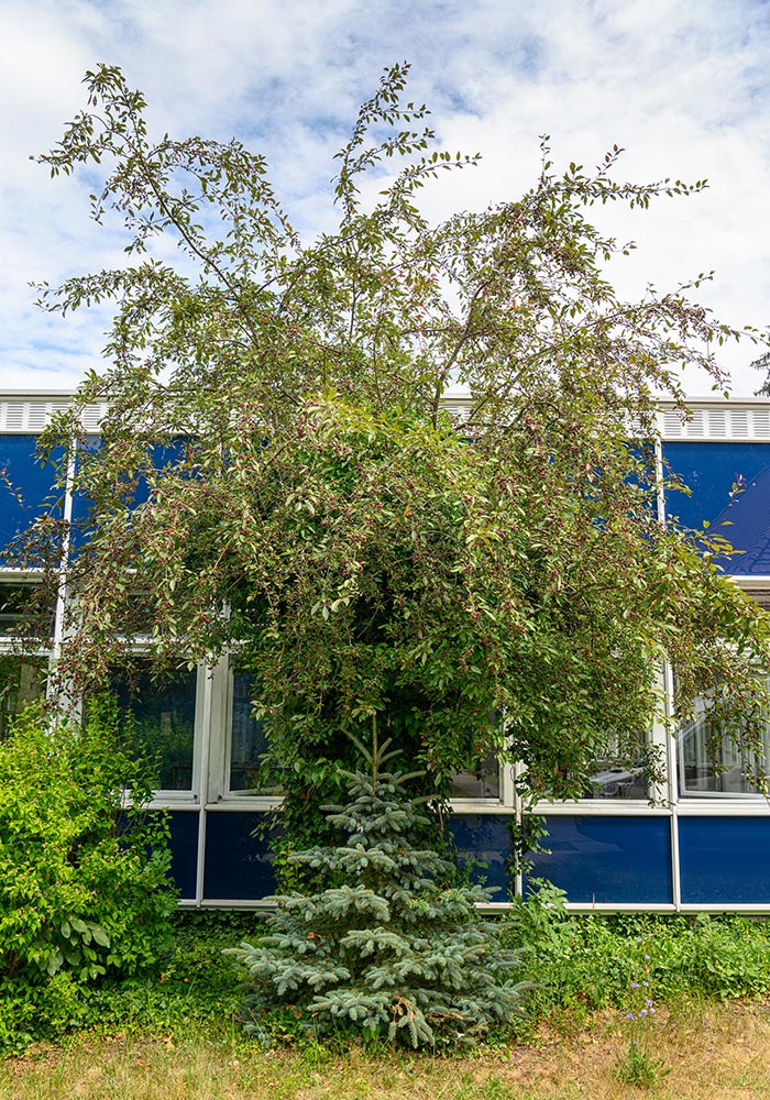 Flowering Crab Apple