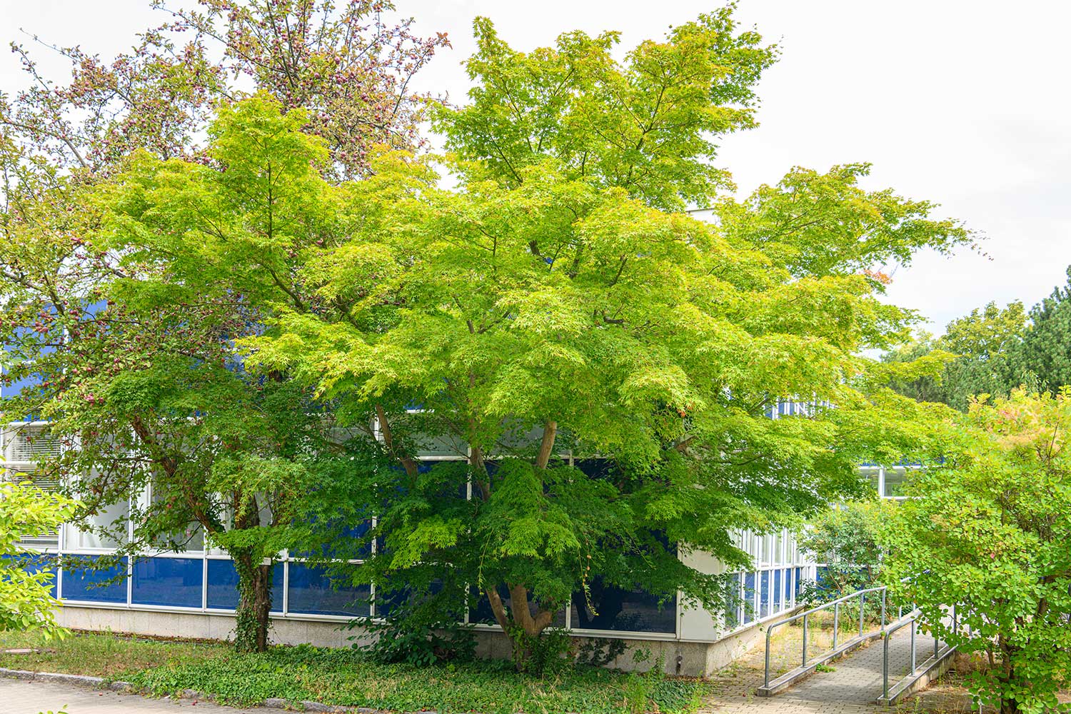 Japanese maple