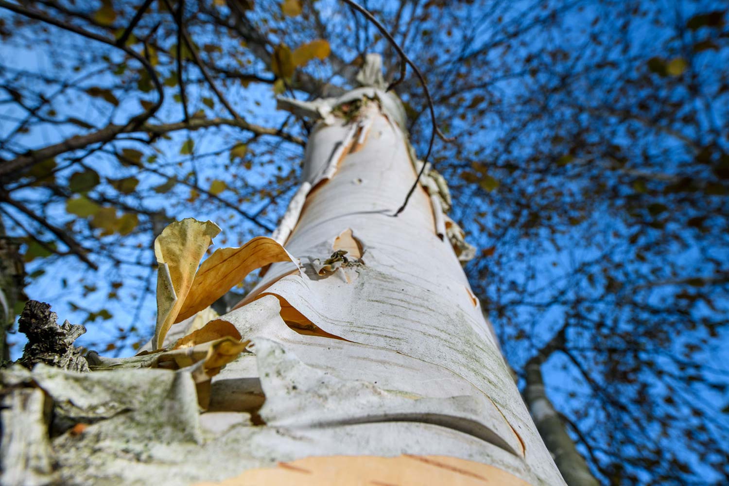 Paper birch 2