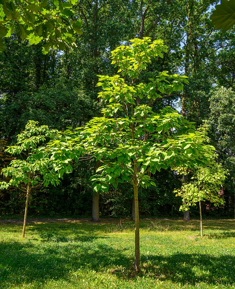 Tulip tree