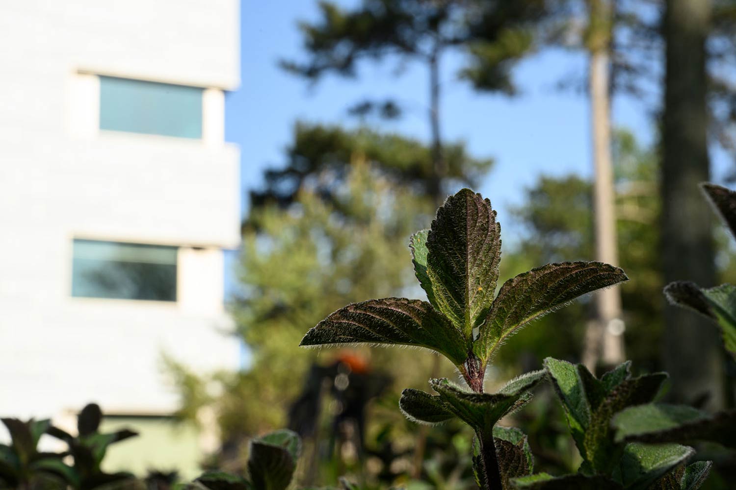 Mint and caraway beds