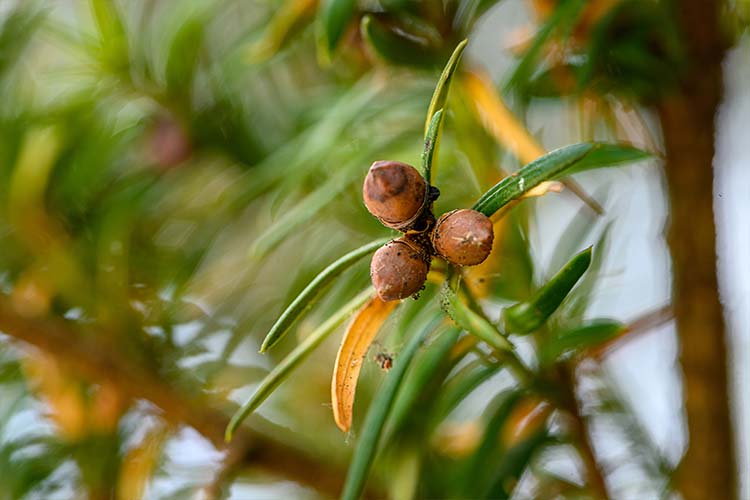 Yew seeds