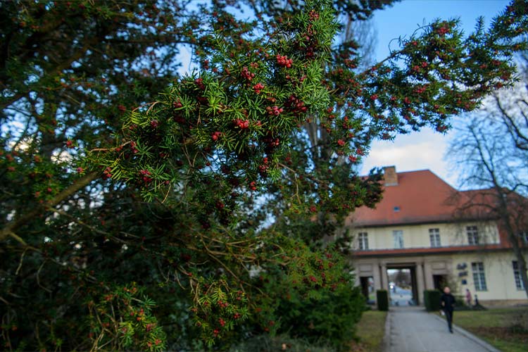 Yew in winter