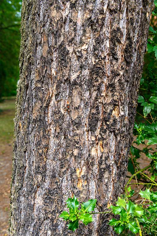 blackish brown bark