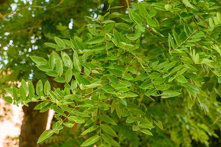 Japanischer Schnurbaum Blätter