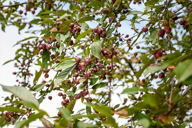 Zierapfel Zweige