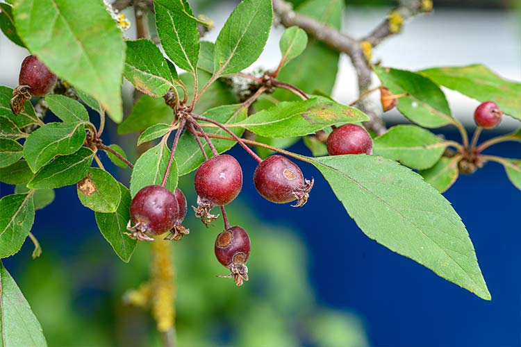 Zierapfel Früchte