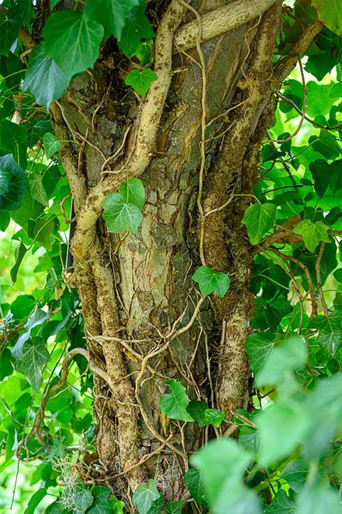 Flowering Crab Apple bark