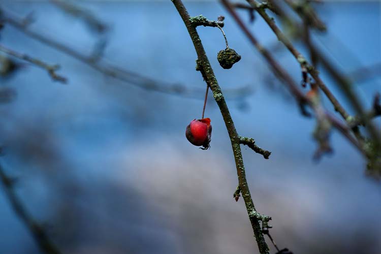 Zierapfel im Winter einzeln