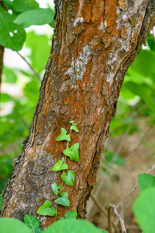 European smoketree flowers