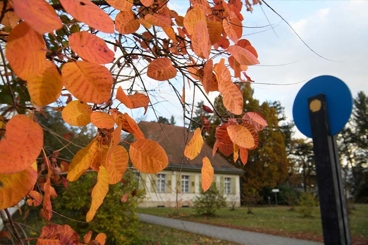 European smoketree autumn