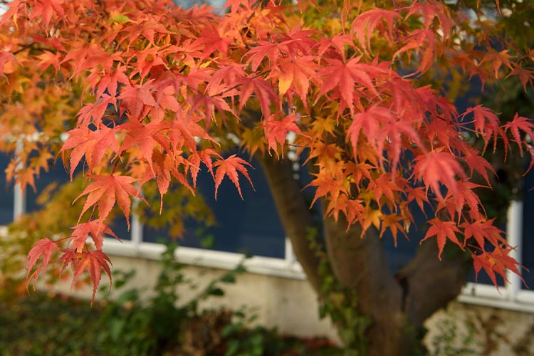Ahornblätter Herbstfärbung
