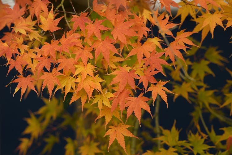 maple leaves autumn 2