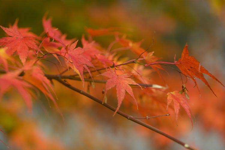 Ahornblätter Herbstfärbung 3