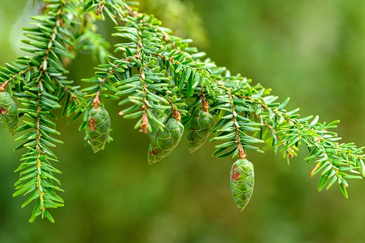 Eastern hemlock cones