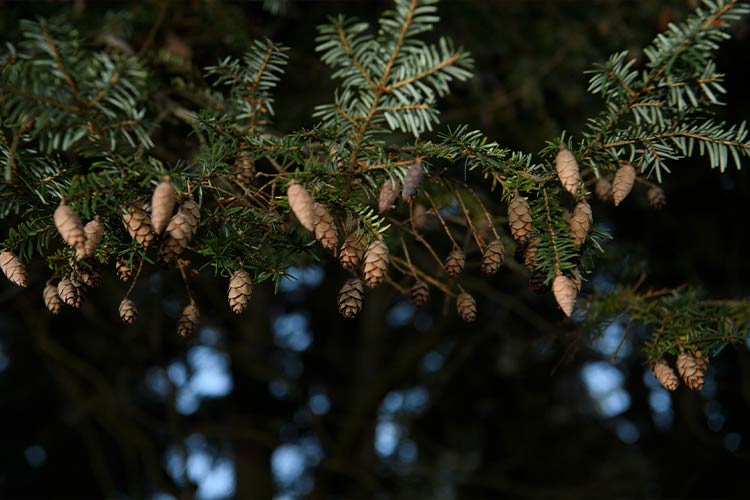 Eastern hemlock cones 3