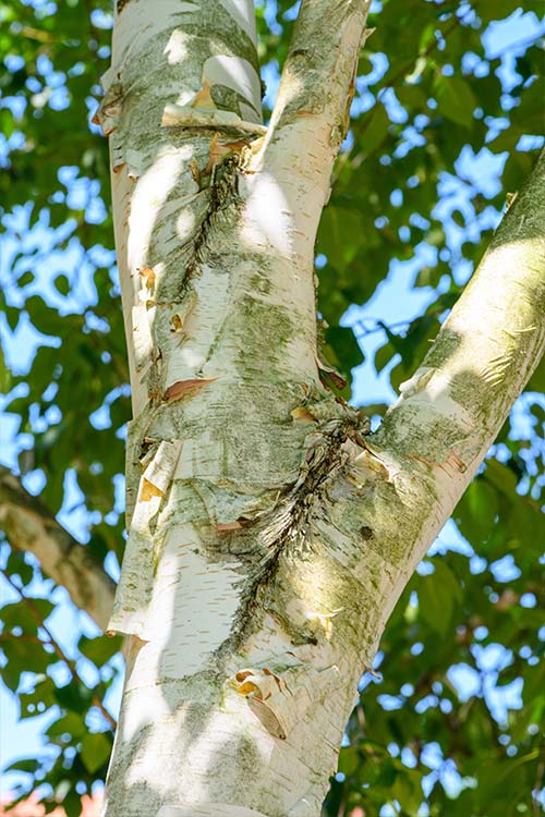 Paper birch 3