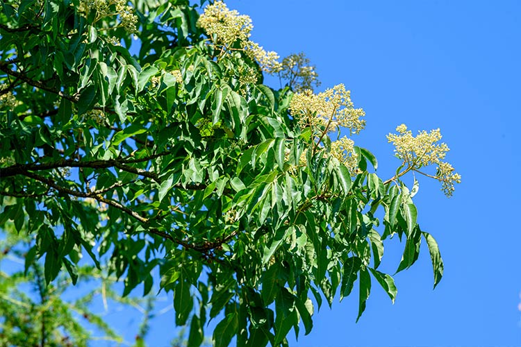 Duftesche Blüten