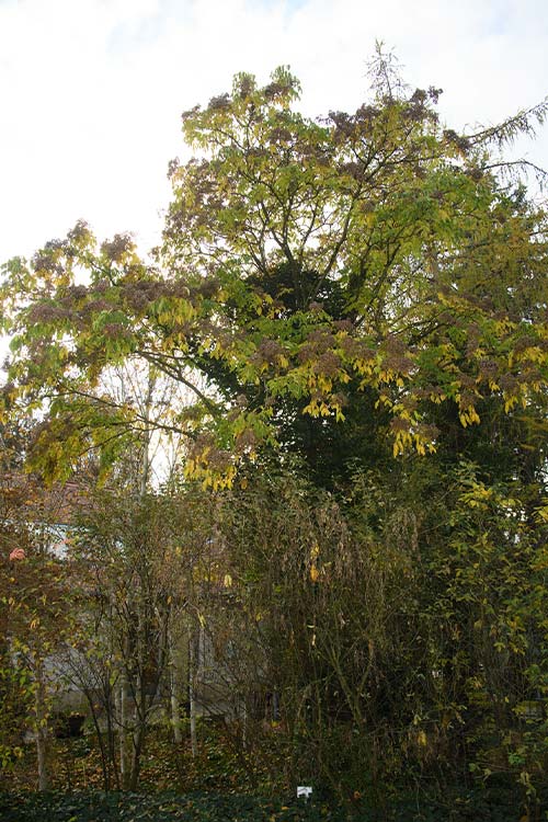 Bee-bee tree autumn