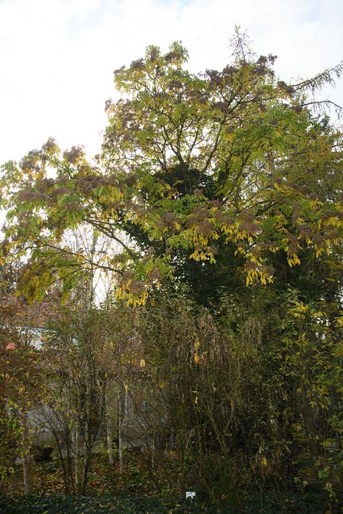 Duftesche im Herbst