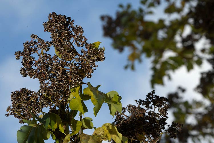 Duftesche Blütenstand im Herbst