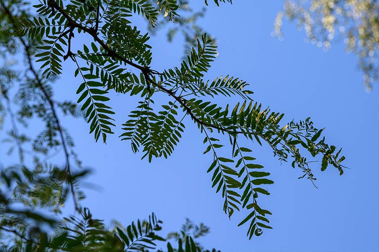 Thorny locust 2