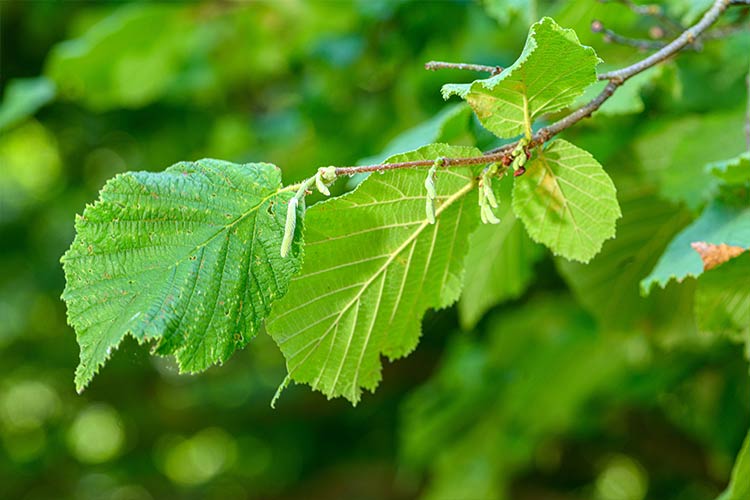 Haselnuss-Blätter