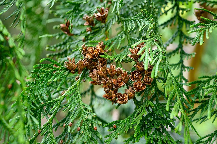 Western red cedar 6