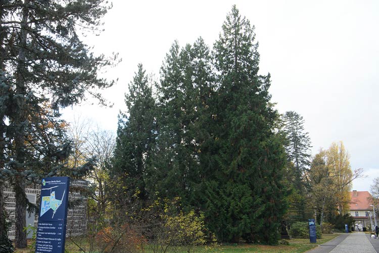 Riesen-Lebensbaum im Winter