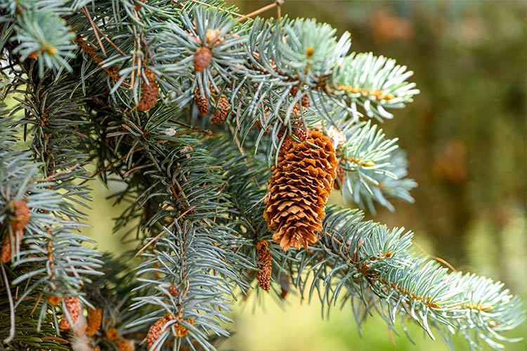 Blue spruce 1