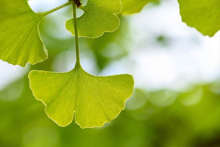 Ginkgo Blatt