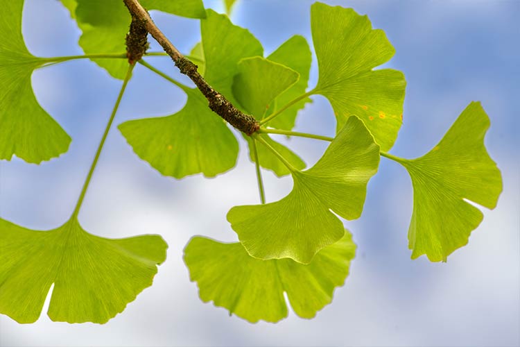 Ginkgo Blätter 2