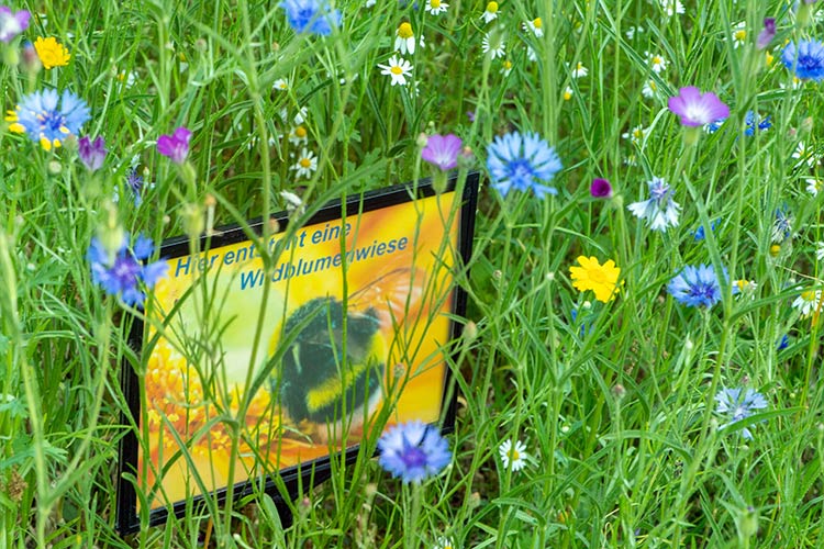 Wildblumenwiese vor dem Ginkgo