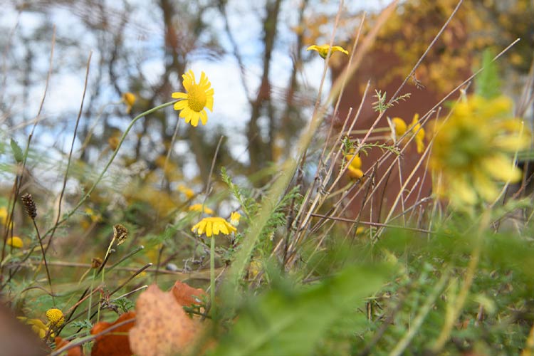 Wildblumenwiese 3a