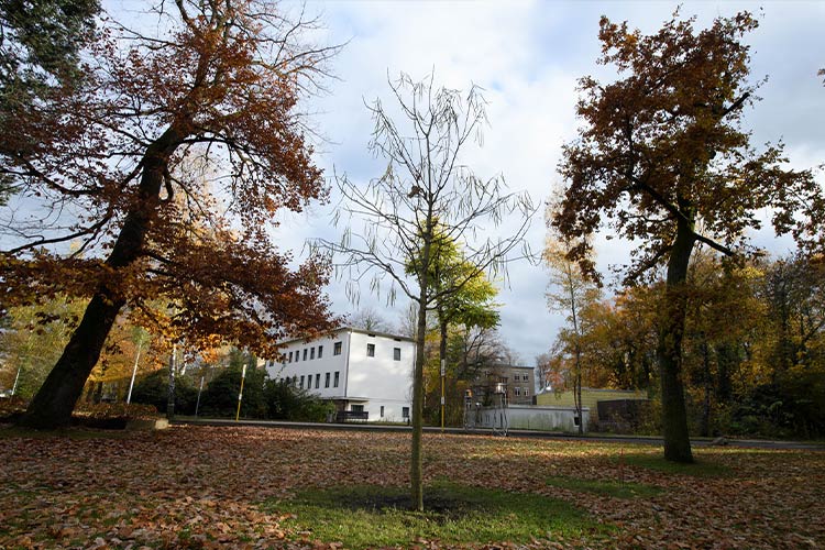 Tulpenbaum im Winter