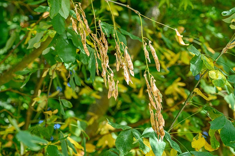 Common laburnum legumes 2